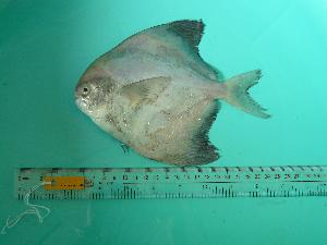  (Pampus chinensis - SCSIO-Fish-Z711246)  @13 [ ] Unspecified (default): All Rights Reserved  Unspecified Unspecified