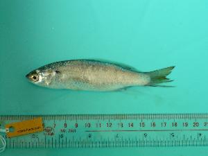  (Osteomugil cunnesius - SCSIO-Fish-Z711252)  @14 [ ] Unspecified (default): All Rights Reserved  Unspecified Unspecified