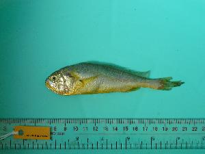  ( - SCSIO-Fish-Z711268)  @12 [ ] Unspecified (default): All Rights Reserved  Unspecified Unspecified