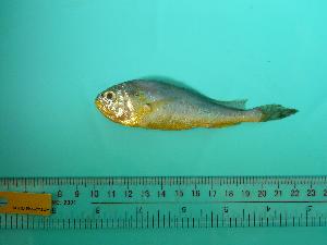  ( - SCSIO-Fish-Z711269)  @12 [ ] Unspecified (default): All Rights Reserved  Unspecified Unspecified