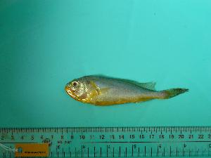  ( - SCSIO-Fish-Z711272)  @12 [ ] Unspecified (default): All Rights Reserved  Unspecified Unspecified
