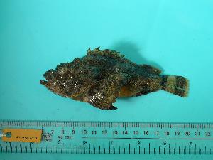  (Parascorpaena picta - SCSIO-Fish-Z711281)  @13 [ ] Unspecified (default): All Rights Reserved  Unspecified Unspecified