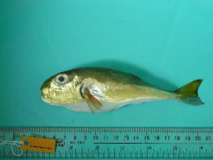  ( - SCSIO-Fish-Z711282)  @12 [ ] Unspecified (default): All Rights Reserved  Unspecified Unspecified