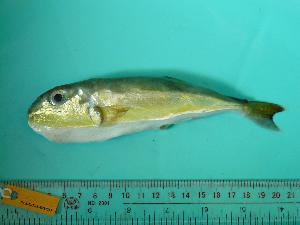  ( - SCSIO-Fish-Z711283)  @13 [ ] Unspecified (default): All Rights Reserved  Unspecified Unspecified