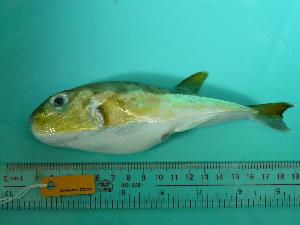 (Lagocephalus spadiceus - SCSIO-Fish-Z711284)  @14 [ ] Unspecified (default): All Rights Reserved  Unspecified Unspecified