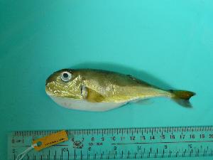  ( - SCSIO-Fish-Z711285)  @13 [ ] Unspecified (default): All Rights Reserved  Unspecified Unspecified