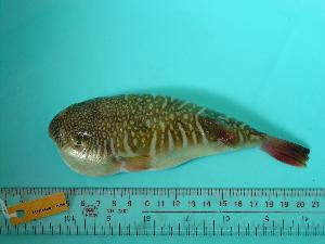  ( - SCSIO-Fish-Z711286)  @14 [ ] Unspecified (default): All Rights Reserved  Unspecified Unspecified