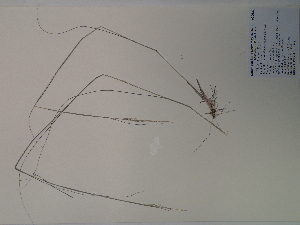  (Sporobolus clandestinus - SEBB-1188)  @11 [ ] Copyright (2012) John Barone Columbus State University