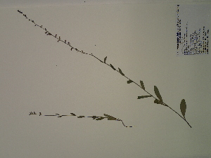  (Lobelia spicata - SEBB-1036)  @11 [ ] Copyright (2012) John Barone Columbus State University