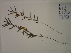  (Chamaecrista fasciculata - SEBB-1296)  @11 [ ] Copyright (2012) John Barone Columbus State University