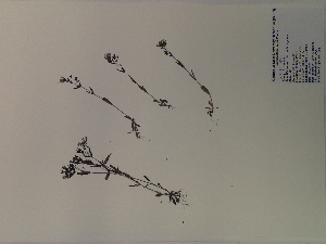  (Houstonia purpurea - SEBB-996)  @11 [ ] Copyright (2012) John Barone Columbus State University