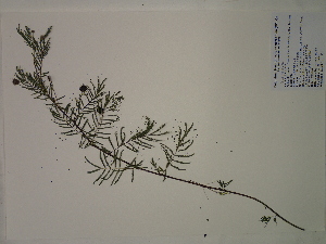  (Desmanthus illinoiensis - SEBB-1461)  @11 [ ] Copyright (2012) John Barone Columbus State University