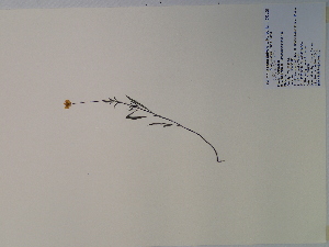  (Coreopsis tinctoria - SEBB-397)  @11 [ ] Copyright (2010) John Barone Columbus State University