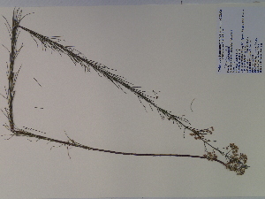  (Asclepias verticillata - SEBB-625)  @13 [ ] Copyright (2010) John Barone Columbus State University
