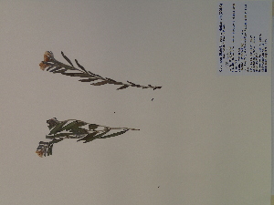  (Lithospermum canescens - SEBB-733)  @11 [ ] Copyright (2010) John Barone Columbus State University