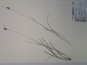  (Carex hirsutella - SEBB-991)  @11 [ ] Copyright (2012) John Barone Columbus State University