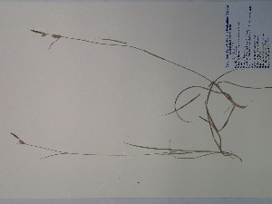  (Carex meadii - SEBB-737)  @11 [ ] Copyright (2012) John Barone Columbus State University