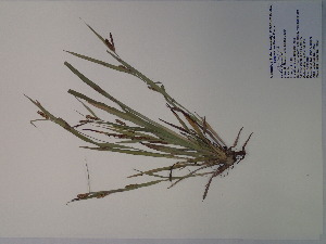  (Carex flaccosperma - SEBB-1053)  @11 [ ] Copyright (2012) John Barone Columbus State University