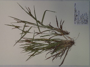  (Carex flaccosperma - SEBB-1047)  @11 [ ] Copyright (2012) John Barone Columbus State University