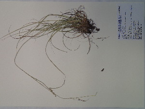  (Carex cherokeensis - SEBB-446)  @11 [ ] Copyright (2012) John Barone Columbus State University
