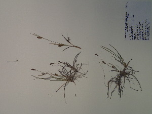  (Carex crawei - SEBB-1048)  @11 [ ] Copyright (2012) John Barone Columbus State University