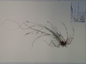  (Carex vestita - SEBB-1183)  @11 [ ] Copyright (2012) John Barone Columbus State University