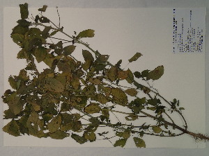  (Acalypha ostryifolia - SEBB-1229)  @11 [ ] Copyright (2012) John Barone Columbus State University