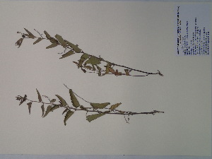  (Tragia urticifolia - SEBB-535)  @11 [ ] Copyright (2012) John Barone Columbus State University