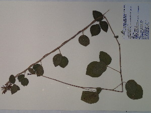  (Rhynchosia latifolia - SEBB-734)  @11 [ ] Copyright (2012) John Barone Columbus State University