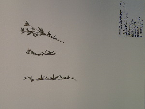  (Stylosanthes biflora - SEBB-1025)  @11 [ ] Copyright (2012) John Barone Columbus State University