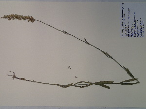  (Physostegia angustifolia - SEBB-476)  @11 [ ] Copyright (2012) John Barone Columbus State University