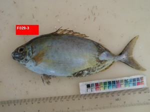  (Siganus argenteus - F029-3)  @14 [ ] Copyright (2011) Mauritius Oceanography Institute Mauritius Oceanography Institute