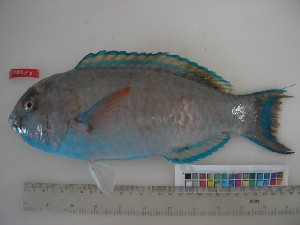  (Chlorurus sp. 1 - F030-1)  @14 [ ] Copyright (2010) Mauritius Oceanography Institute Mauritius Oceanography Institute