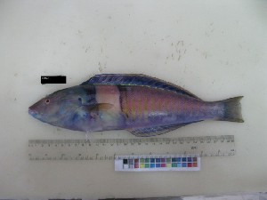  ( - F099-1)  @12 [ ] Copyright (2011) Ruby Moothien Pillay Mauritius Oceanography Institute