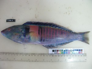  (Hologymnosus doliatus - F099-2)  @14 [ ] Copyright (2011) Ruby Moothien Pillay Mauritius Oceanography Institute