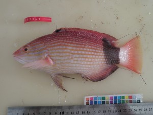  (Bodianus macrourus - F173-1)  @11 [ ] Copyright (2011) Mauritius Oceanography Institute Mauritius Oceanography Institute