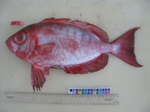  ( - F179-1)  @11 [ ] Copyright (2011) Mauritius Oceanography Institute Mauritius Oceanography Institute