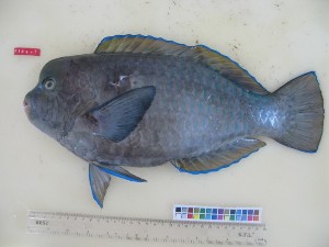  (Chlorurus cyanescens - F186-1)  @11 [ ] Copyright (2011) Mauritius Oceanography Institute Mauritius Oceanography Institute