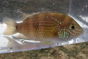  ( - CNF C1-4)  @12 [ ] CreativeCommons - Attribution Non-Commercial Share-Alike (2013) Robert J Eakins EcoMetrix Incorporated