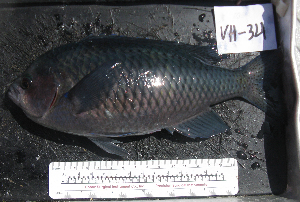  (Chromis punctipinnis - VH-34)  @13 [ ] No Rights Reserved  Unspecified Unspecified