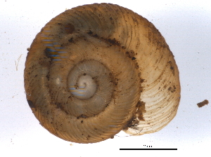  ( - BIOUG09921-C11)  @14 [ ] CreativeCommons - Attribution (2014) CBG Photography Group Centre for Biodiversity Genomics