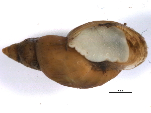  ( - BIOUG09921-G01)  @11 [ ] CreativeCommons - Attribution (2014) CBG Photography Group Centre for Biodiversity Genomics