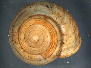  ( - BIOUG09922-B03)  @11 [ ] CreativeCommons - Attribution (2014) CBG Photography Group Centre for Biodiversity Genomics