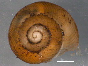  ( - BIOUG09922-D03)  @11 [ ] CreativeCommons - Attribution (2014) CBG Photography Group Centre for Biodiversity Genomics