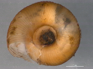  ( - BIOUG09922-D03)  @11 [ ] CreativeCommons - Attribution (2014) CBG Photography Group Centre for Biodiversity Genomics