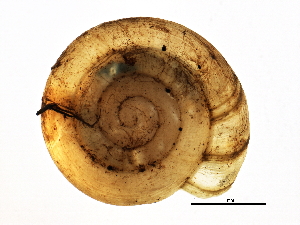  ( - BIOUG14152-C09)  @12 [ ] CreativeCommons - Attribution (2014) CBG Photography Group Centre for Biodiversity Genomics