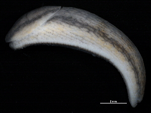  ( - BIOUG15001-B08)  @12 [ ] CreativeCommons - Attribution (2014) CBG Photography Group Centre for Biodiversity Genomics