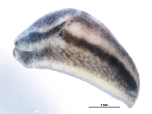  ( - BIOUG15001-B11)  @13 [ ] CreativeCommons - Attribution (2014) CBG Photography Group Centre for Biodiversity Genomics