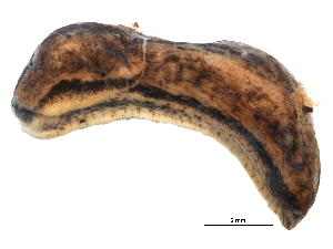  ( - BIOUG15001-C01)  @13 [ ] CreativeCommons - Attribution (2014) CBG Photography Group Centre for Biodiversity Genomics