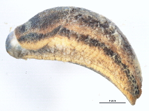  ( - BIOUG15001-C02)  @13 [ ] CreativeCommons - Attribution (2014) CBG Photography Group Centre for Biodiversity Genomics